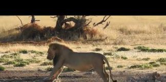 Лев изо всех сил пытается не намочить лапы