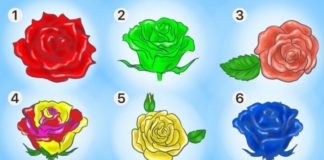 Выберите розу — и мы расскажем, что хорошего есть в вашей личности
