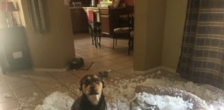 10 фото наглых питомцев, без которых жизнь была бы слишком пресной