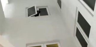 Певица приняла медведя за собаку, привела домой и пожалела