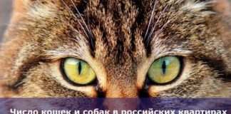 Число кошек и собак в российских квартирах могут ограничить
