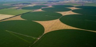 На Херсонщине появились круги на полях