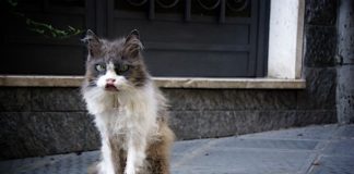 10 фото самых уродливых кошек, которых вы когда-либо видели