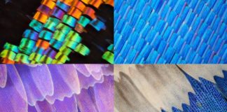 Крылья бабочек под микроскопом