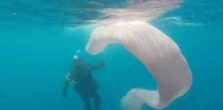 В водах Новой Зеландии дайверы наткнулись на десятиметрового монстра: фото
