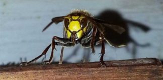 Дикие пчелы начали строить пластиковые гнезда