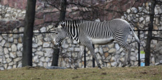 Новая версия: для чего зебрам полоски?