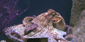 Ноги отдельно, голова отдельно: щупальца осьминога сами решают, как им двигаться