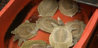 Индийский храм помог вернуть в природу «вымерших» черепах