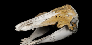 Найден череп уникального гибрида белухи и «морского единорога»