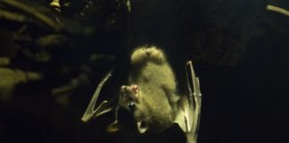 Найдена причина долгожительства летучих мышей
