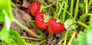 Специалисты рассказали, какие ягоды самые полезные