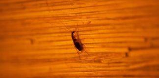 Ученые научили роботов-тараканов самостоятельно переворачиваться