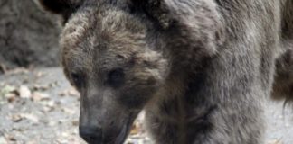 Теплокровные животные появились благодаря вредным микробам