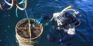 Tele2 развивает «умную» марикультуру на Дальнем Востоке