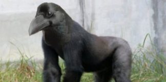 Видео с вороной-гориллой стало вирусным в Сети