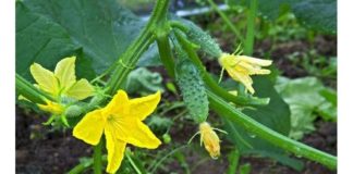 На Тимофея Грядочника, отмечаемого 2 июня 2019 года, обряды и традиции связаны с огурцами