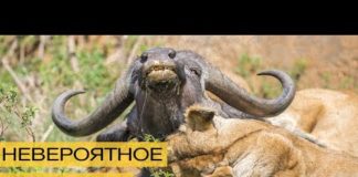 Кто самый сильный в Африке