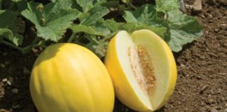 Как вырастить сладкую дыню в открытом грунте посадкой семенами в грунт?