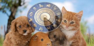 Самые идеальные домашние питомцы для разных знаков Зодиака