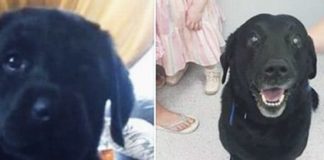 Собака вернулась к владельцу спустя девять лет