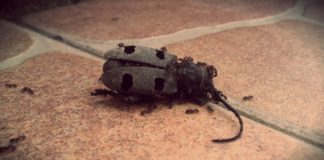 Экологическая катастрофа ждет Европу: предупреждение немецких биологов