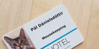 10 фотографий котов, которые нашли себе работу