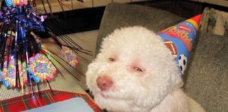 10 фото удивительных животных, внешне очень похожих на людей