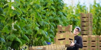 На Ставрополье придумали путь к увеличению экспорта