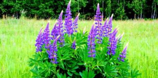 Таро-прогноз на любовь с 11 по 20 июля для Львов, Стрельцов и Овнов