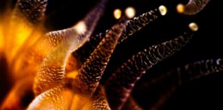 Жизнь в макромире: потрясающие макроснимки предметов обыденности