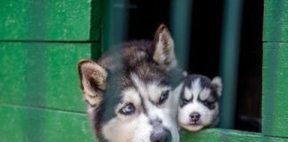 Россиянин основал этнодеревню с десятками хаски