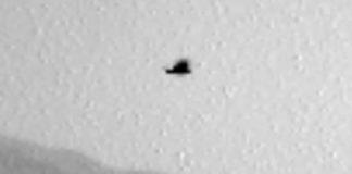 Птица на Марсе: марсоход Curiosity запечатлел живое существо