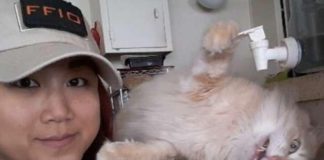 8 фото кота Масуки, который прославился в Сети благодаря любви к воде