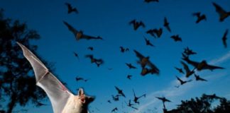 Опасный курорт: болезни, которые россияне привозят с отдыха