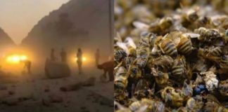 Пчелы в Калифорнии чувствуют приближение катастрофы