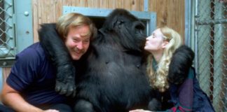 Горилла Коко считается самым умным приматом в мире