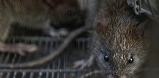 Власти российского города посчитали нашествие крыс нормой