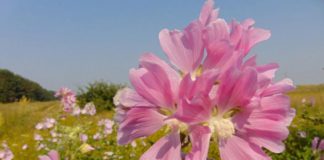 Таро-прогноз для Близнецов, Весов и Водолеев на вторую половину июля от Анны Ефремовой