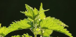 Какой сегодня праздник, 11.07.2019: церковный праздник какой сегодня по православному календарю, 11 июля