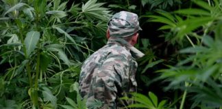 Росгвардия захотела охранять мак и коноплю