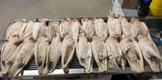 Массовая гибель птиц в Австралии: появился новый штамм вируса Эбола?