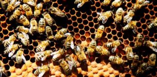 Массовую гибель российских пчел увязали с потерями урожая и ростом цен на еду