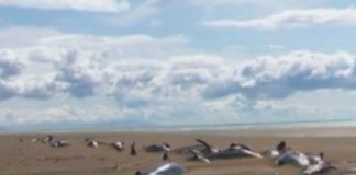 Десятки мертвых дельфинов выбросило на берег Исландии