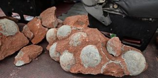 Ребенок в Китае нашел 11 ископаемых яиц динозавра