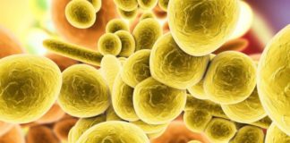 Активизировался смертельный грибок: глобальное потепление породило новую опасность