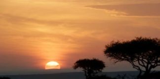 Режиссер нового «Короля Льва» спрятал в фильме одну «настоящую» сцену