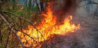 Раскрыты катастрофические последствия пожаров в Сибири