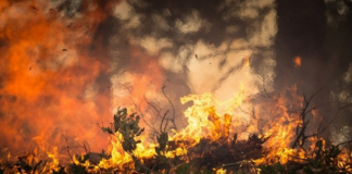 На западе Москвы возник лесной пожар