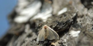 На Алтае ученые доказали эффективность защиты леса с помощью насекомых